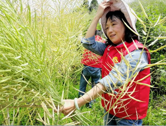 干群同心割油菜支农助农显真情—汉阴县纪委监委党员服务队帮助农户